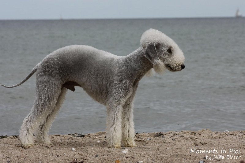 2010-06-26 Arc-en-ciel Arlequin (60).jpg